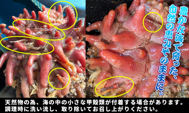 青森県陸奥湾産 天然ほや 活きたまま出荷 【天然 殻付きホヤ 2kg前後4