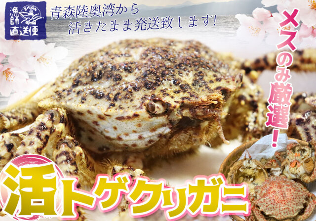活 トゲクリガニ カニ 送料無料 青森陸奥湾 【トゲクリガニ 1kg前後 4