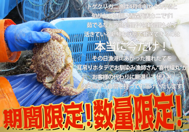 活 トゲクリガニ カニ 送料無料 青森陸奥湾 【トゲクリガニ 1kg前後 4