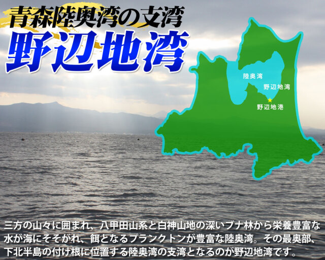 青森県陸奥湾産 ナマコ と ホタテ の豪華セット 送料無料 【活なまこ