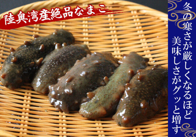 青森県陸奥湾産 なまこ 送料無料 【活なまこ500g前後】有名な陸奥湾に