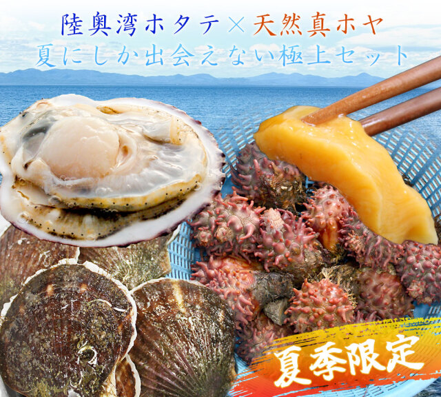 活ほたて＋天然ホヤの贅沢セット 送料無料 青森陸奥湾 【ホタテ 1kg