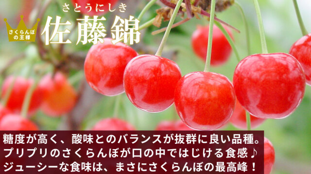 さくらんぼ 佐藤錦 【ハウスさくらんぼ 特選L 300g化粧詰