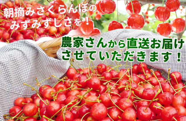 さくらんぼ 送料無料 【青森県産 さくらんぼ サミット バラ詰め800g L