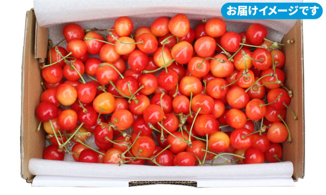 さくらんぼ 送料無料 ご家庭用【青森県産 さくらんぼ 佐藤錦