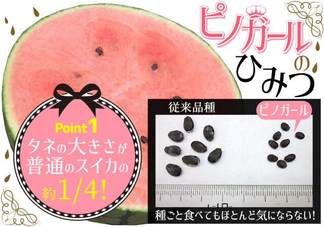 小玉スイカ 送料無料 【青森県産 小玉すいか ピノガール 5kg以上】 ご