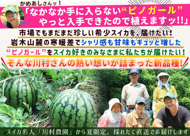 小玉スイカ 送料無料 【青森県産 小玉すいか ピノガール 5kg以上】 ご