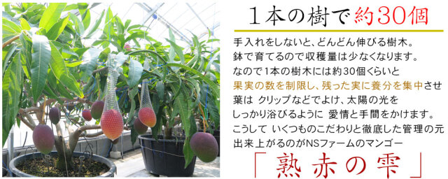 【ご家庭用】宮崎県産 完熟マンゴー 2kg 楽天市場】宮崎マンゴー (2L/約350g) 宮崎産 赤秀～青秀 宮崎