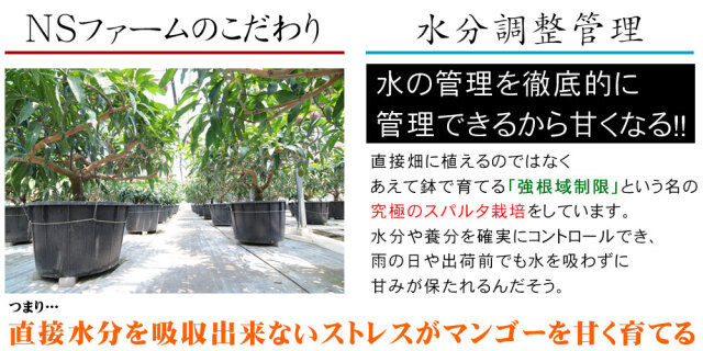 マンゴー 訳あり 送料無料 【宮崎県産 完熟マンゴー 家庭用850g
