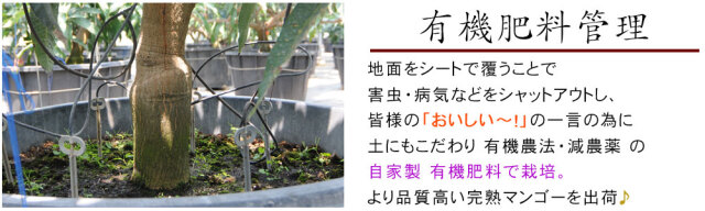 マンゴー 訳あり 送料無料 【宮崎県産 完熟マンゴー 家庭用850g以上】2