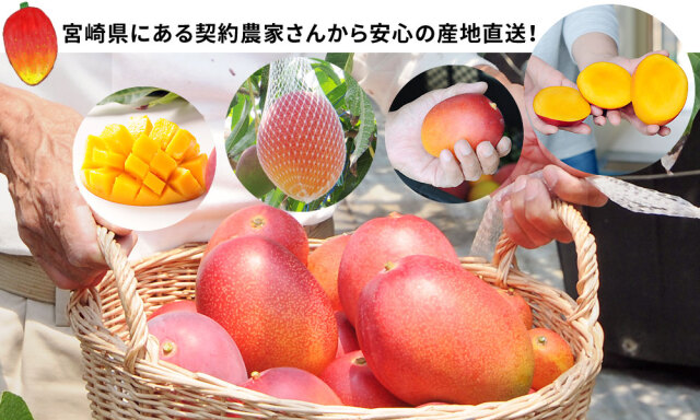 送料無料　宮崎完熟マンゴー 2L 3個　果物　高級フルーツ　父の日にも 送料無料 宮崎完熟マンゴー 大玉 2L 4個 果物 高級フルーツ 父の