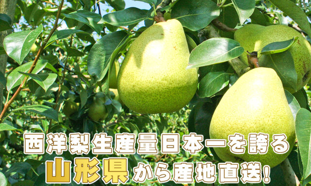 山形県産西洋梨 マルゲリットマリーラ 5kg】 送料無料 お徳用(9-12玉
