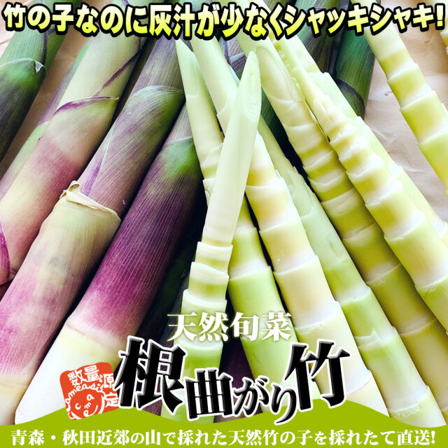たけのこ 送料無料 根曲がり竹 今が旬 【天然根曲がり竹（生）1.5kg