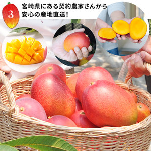 マンゴー 訳あり 送料無料 【宮崎県産 完熟マンゴー 家庭用850g