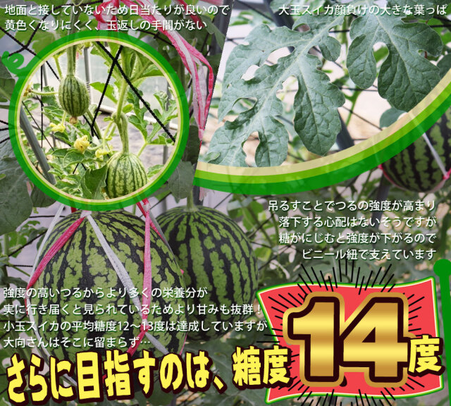小玉スイカ 送料無料 【青森県産 小玉すいか 南部華手毬 5kg以上】 3玉