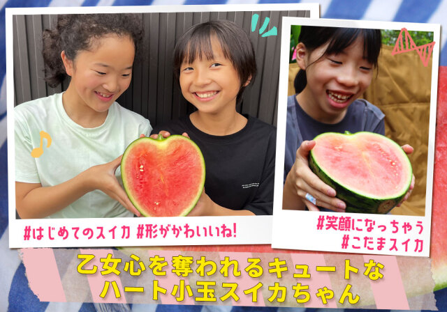 希少 ハート型 小玉スイカ 送料無料 【青森県産 小玉すいか 南部華手毬