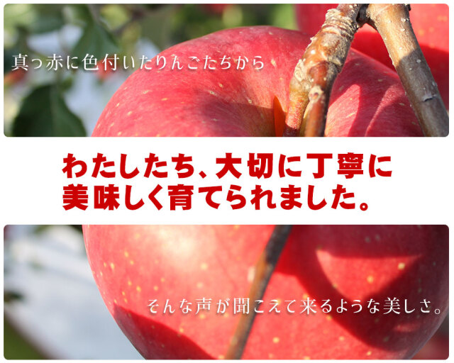 りんご ふじ 送料無料 贈答用 【青森県産りんご サンふじ秀品5kg前後