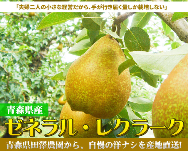 プレコース　20kg 硬い洋梨 プレコース ｜ 西洋梨（洋梨／洋なし／洋ナシ） 品種の特徴 食べ