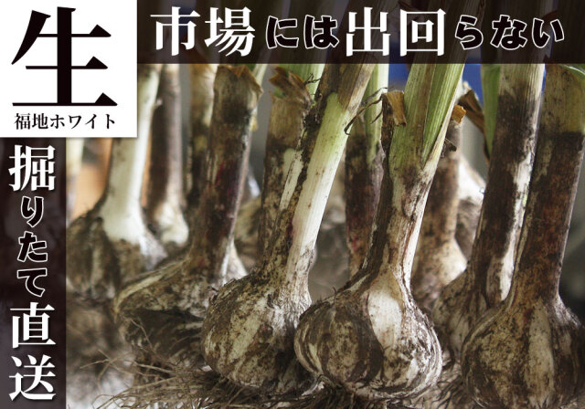 新物 年に一度の上級 生にんにく 鮮度抜群 期間限定 【田子町産