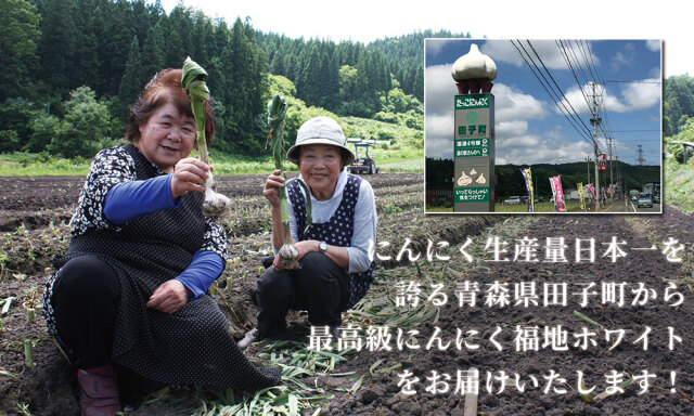 ♪taama様青森県ブランドにんにく『田子産』   ２kg 楽天市場】エントリーでポイント5倍 青森県産 田子 にんにく
