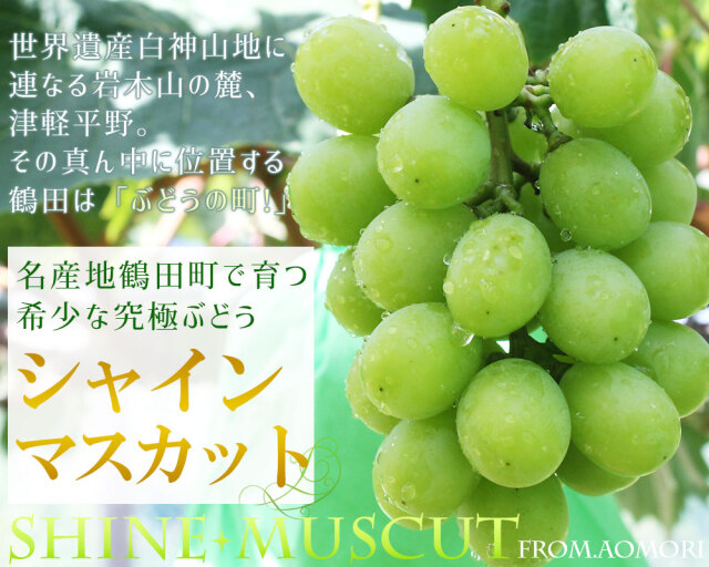 葡萄好き 楽天市場】【ふるさと納税】ニューピオーネ (良) 約2kg 12000円 1万