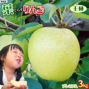 葉っぱの影は甘さのサイン 【葉とらずりんご 王林３kg プレミアム】 贈答用(8-10玉) 本場青森 GOLD農園 送料無料 ゴールド農園から産直新鮮便 お歳暮 りんご リンゴ 林檎 アップル 青森りんご [産地直送同梱不可]「GOLD」