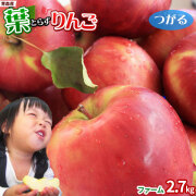 葉っぱの影は甘さのサイン 【葉とらずりんご つがる2.7ｋｇ　ファーム】家庭用 (7-12玉) 送料無料 本場青森 ゴールド農園から産直新鮮便 リンゴ 林檎 アップル 訳あり 青森 りんご 訳あり [※産地直送のため同梱不可]「GOLD」