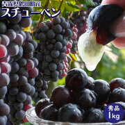 【青森県鶴田町産 スチューベンぶどう1kg】(4-7房入 サイズS-2L混合) 秀品 贈答用 送料無料 青森県 鶴田町産 冬のぶどう スチューベン  津軽ブランド つるたスチューベン 世界を知る醸造家が贈る伝統の味 スリーファームから産地直送 [※常温便][※産地直送のため同梱不可]
