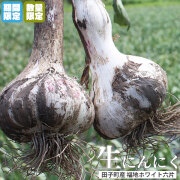2026新物 年に一度の上級 生にんにく 鮮度抜群 期間限定 【田子町産 生にんにく 700g前後 AB混合 M-L】(8-12玉) 送料無料 上級品Ｍサイズ 青森県が誇るブランド産地田子町から、産地直送 ニンニク にんにく 田子にんにく  [※冷蔵便][※当店他商品との同梱不可]