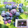 ブルーベリー 生 フレッシュ【青森県産 ブルーベリー S-2L混合500g】八甲田山麓から朝摘み直送！暑い夏だからこそ食べたい、のどを潤す爽やかな甘さ！ アントシアニン たっぷり！まずは生のままお召し上がり下さい[※冷蔵便][※同梱不可]