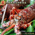 新鮮活きたままお届け 【伊勢海老セット 約330g前後（1－2尾）】 送料無料 伊勢志摩のプレミアム 伊勢エビ を産地直送で お歳暮 特選 ギフト [※常温便][※製造元より産地直送]