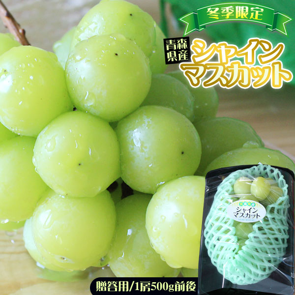 青森県産 【ぶどう シャインマスカット 1房500g前後】贈答用 送料無料 種無し マスカット お歳暮 ギフト[※産地直送のため同梱不可]