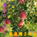 季節のりんご