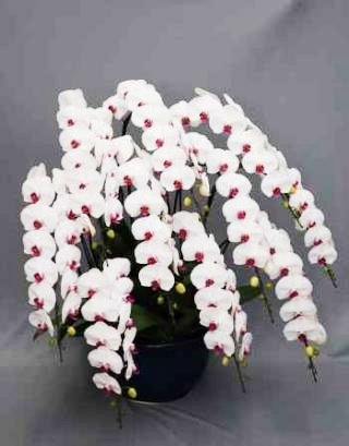 【東京23区限定】胡蝶蘭大輪10本立ち　赤リップ　