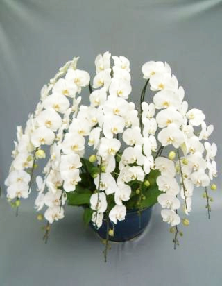 【東京23区限定】胡蝶蘭大輪10本立ち　白