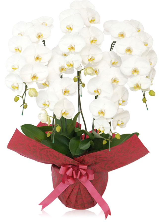 胡蝶蘭大輪5本立ち　白