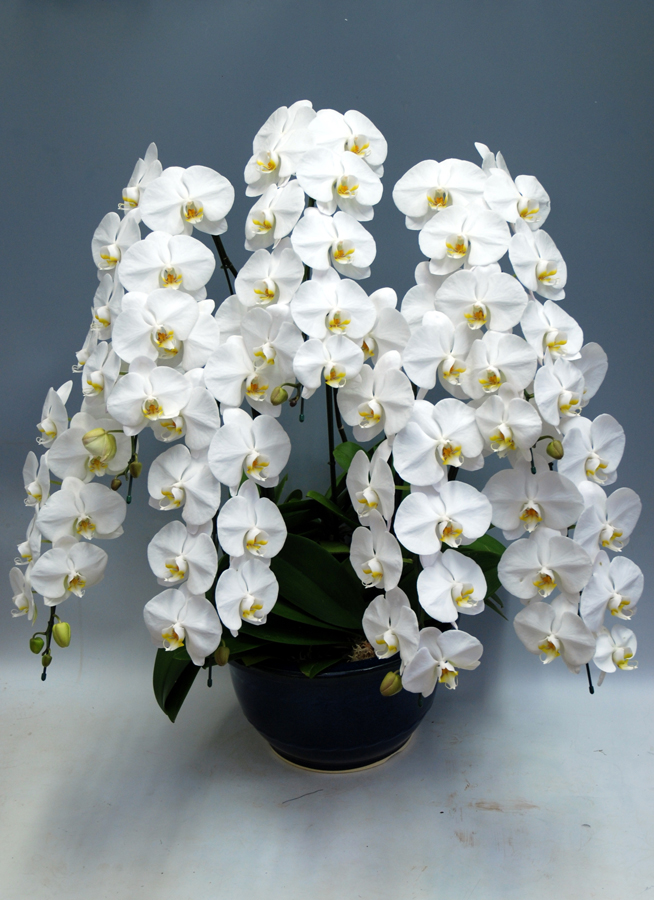 胡蝶蘭大輪7本立ち　白　（リボンのみ）