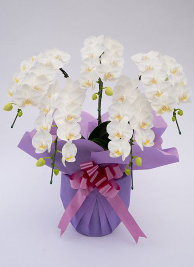 ミディ胡蝶蘭アマビリス5本立ち以上