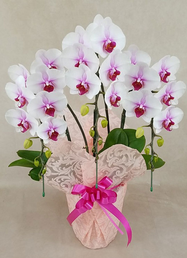 中大輪胡蝶蘭さくらひめ3本立ち