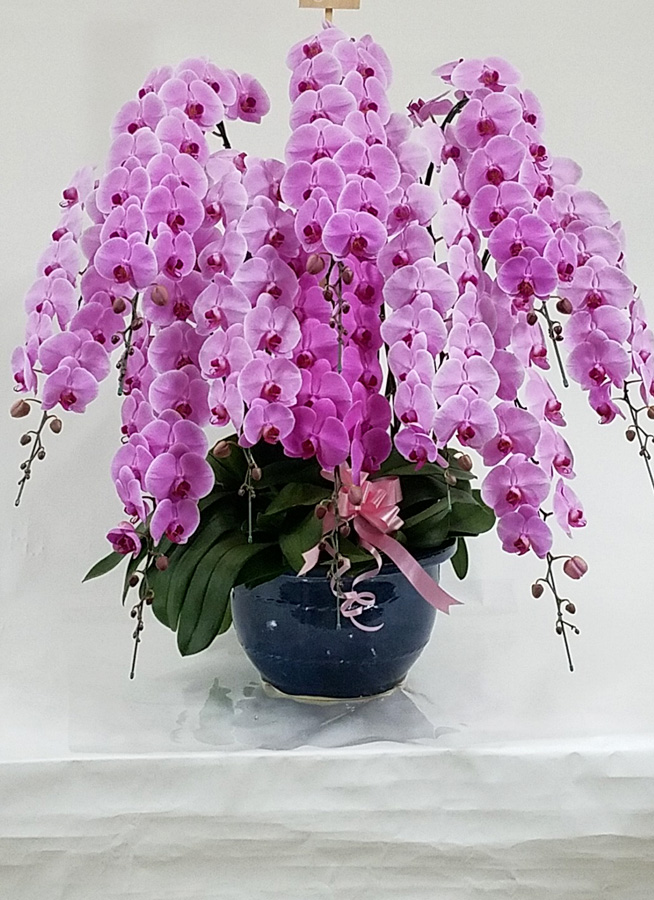 【地域限定】胡蝶蘭大輪10本立ちピンク