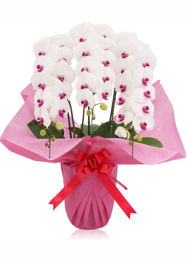 胡蝶蘭大輪3本立ち　赤リップ