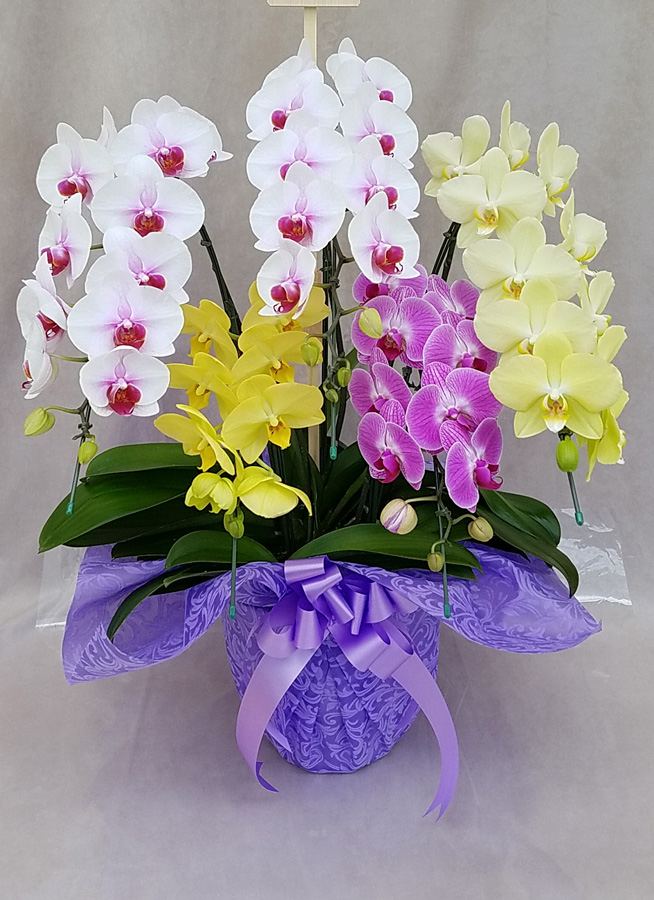 ミディ胡蝶蘭ミックス5本立ち