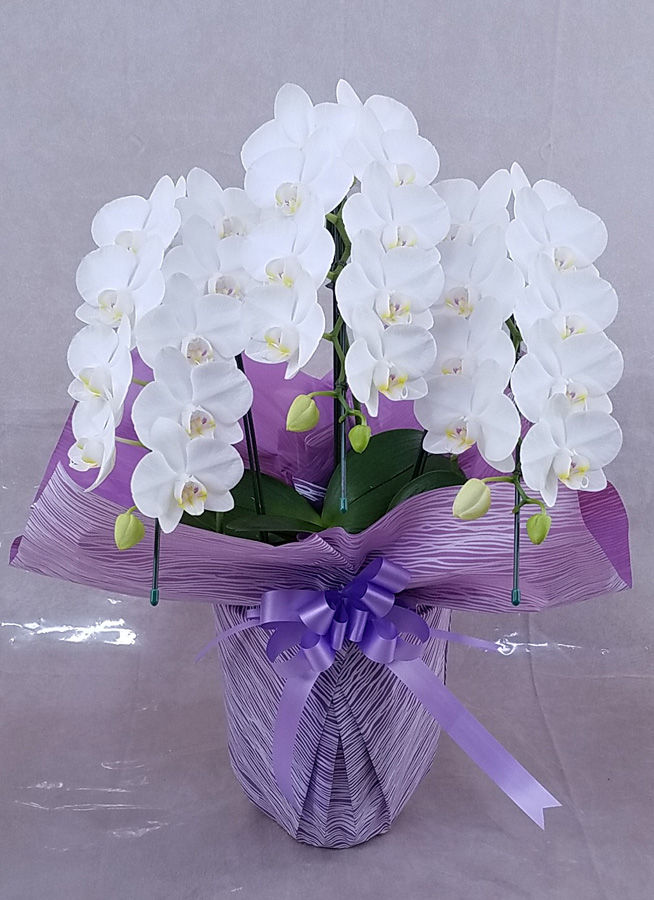 ミディ胡蝶蘭アマビリス3本立ち以上