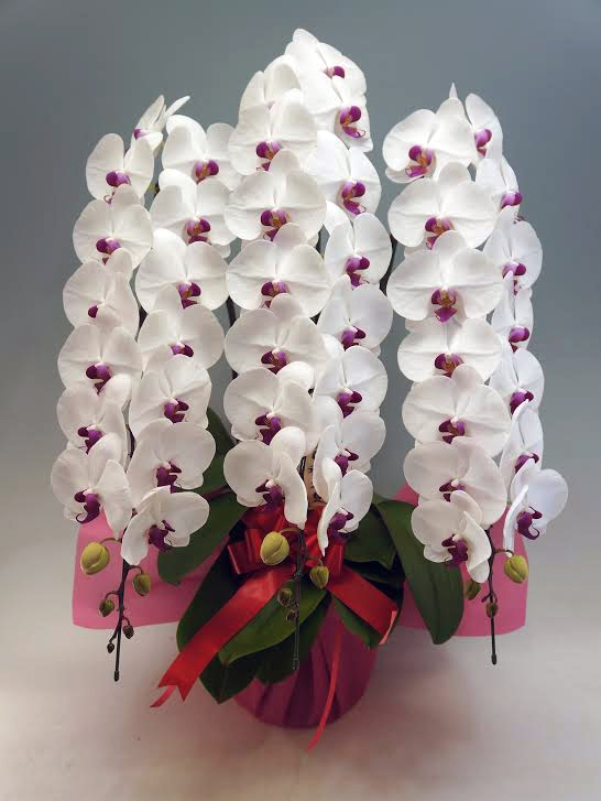 胡蝶蘭大輪3本立ちデラックス　赤リップ