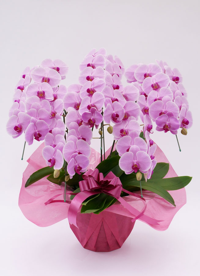 胡蝶蘭大輪5本立ちピンク