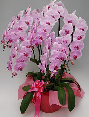 胡蝶蘭大輪5本立ちデラックス　ピンク