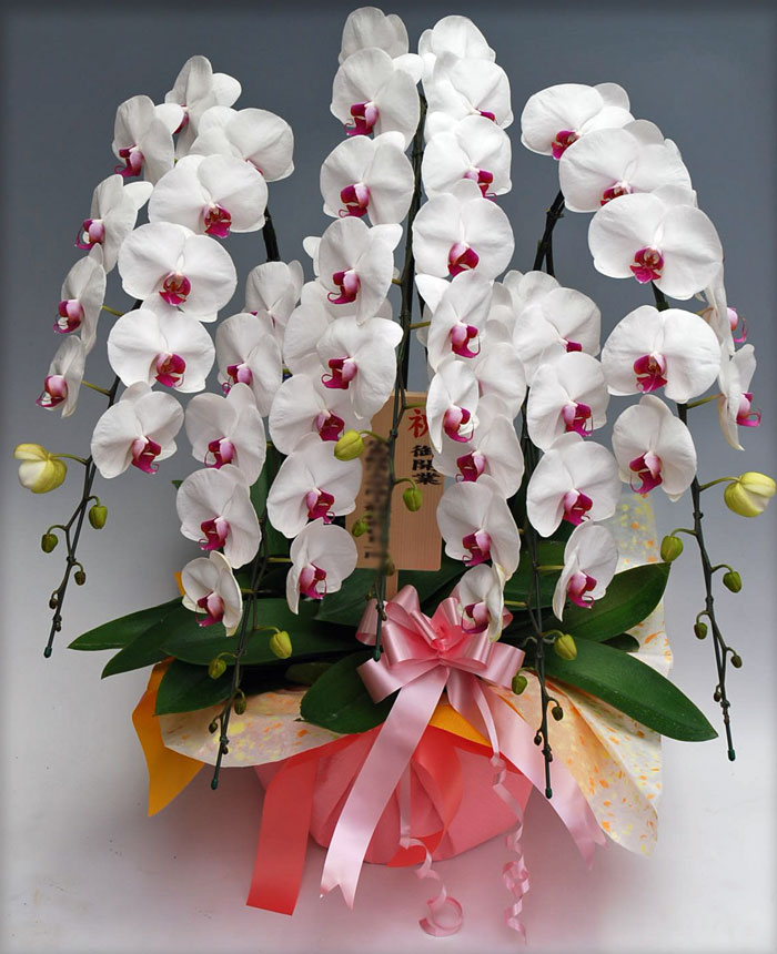 胡蝶蘭大輪5本立ちデラックス　赤リップ