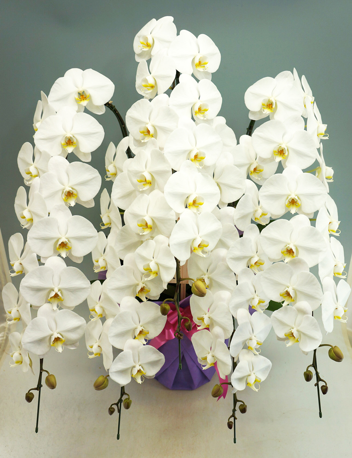 胡蝶蘭大輪5本立ちデラックス　白