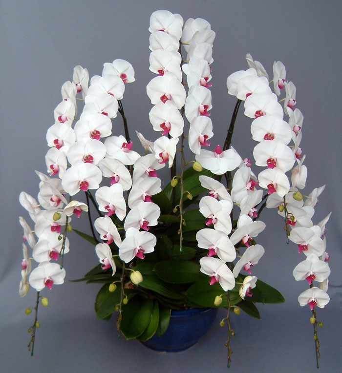 胡蝶蘭大輪7本立ち　赤リップ　（リボンのみ）