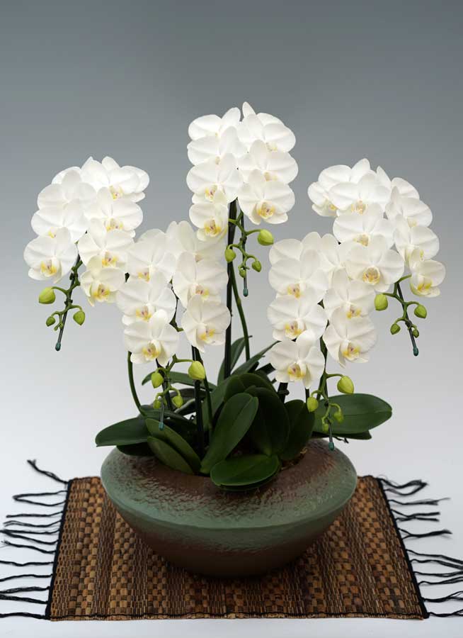 ミディ胡蝶蘭アマビリス　5本立　(まどか)　【ラッピング・（木札・紙札）不可】